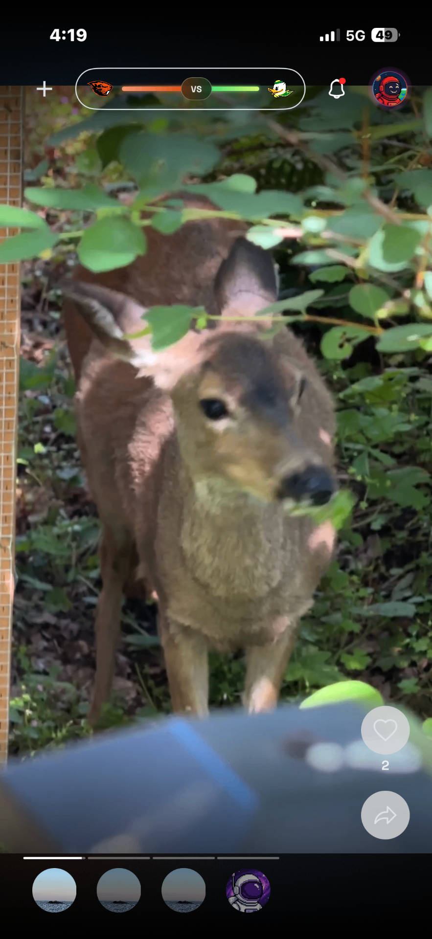 Backyard Bambi