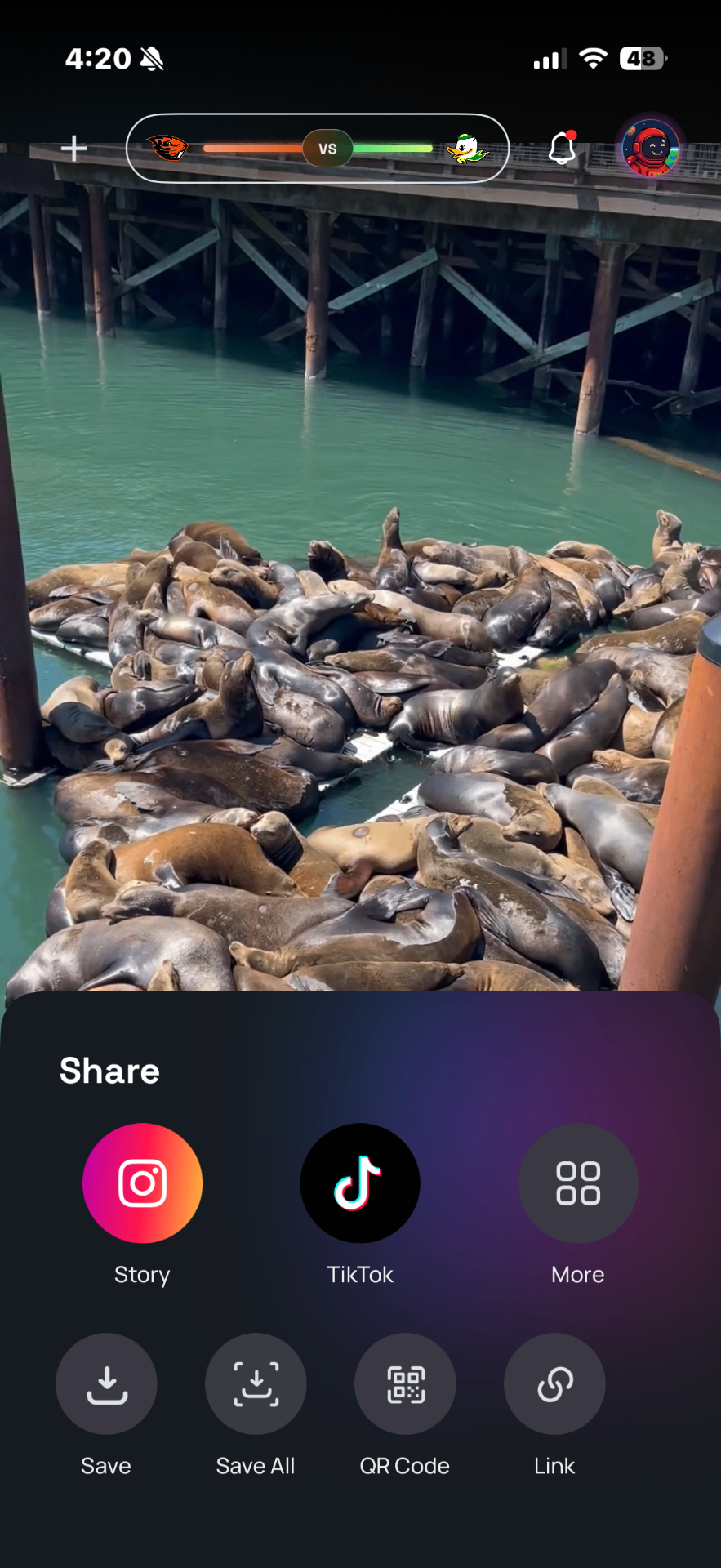 Sea Lion Cinema